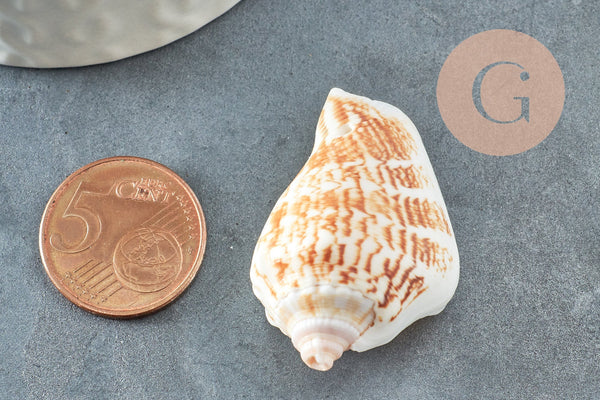 Coquillage naturel Conch percé 30-55mm, x5 (G0467)