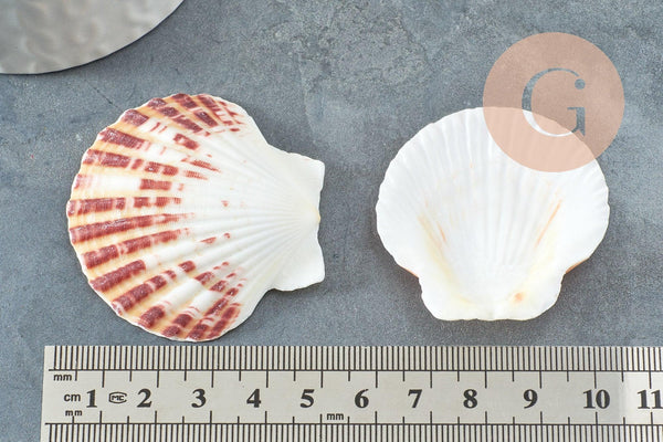 Coquillage naturel coque saint jacques, pendentif coquillage,coquillage bijou,coquillage naturel, x2 G1753