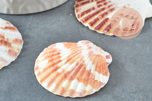 Coquillage naturel coque saint jacques, pendentif coquillage,coquillage bijou,coquillage naturel, x2 G1753