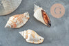 Coquillage naturel spirale Conch percé 37mm, x5 (G1659)
