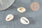 Coquillages cauris ouverts 15mm, x10 ou x50 (G2033)