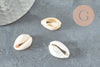 Coquillages cauris ouverts 15mm, x10 ou x50 (G2033)