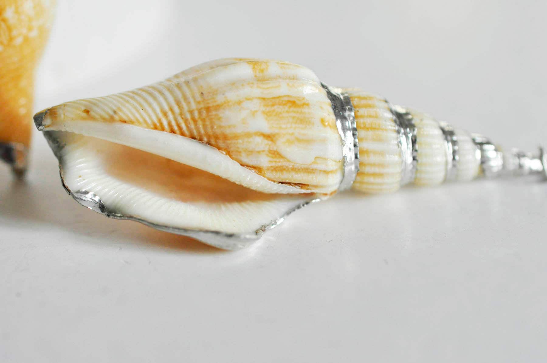 EP -Pendentif coquillage naturel argenté, pendentif argent création bijoux, coquillage Conch bijou,coquillage naturel,58mm, x1,G1498