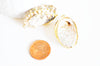 EP Pendentif coquillage naturel doré, fourniture créative, pendentif doré, création bijoux, coquillage bijou,coquillage or, 30-40mm-G1203