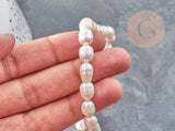 EP Perle naturelle blanche ovale eau douce 8-14mm, perle de culture percée , le fil de 35 cm, x1 G1937