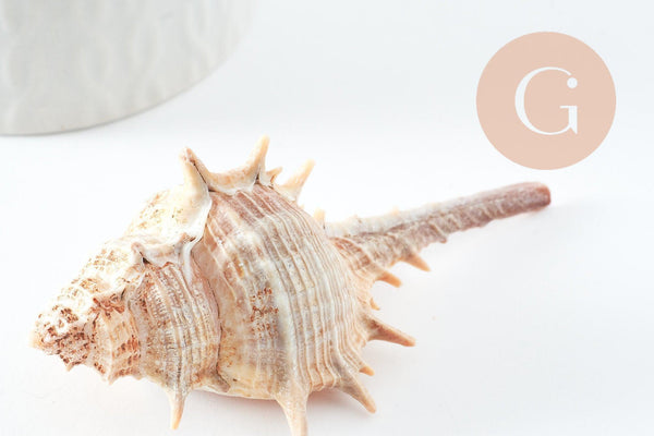 Pendentif Coquillage naturel spirale Conch 40mm x5 (G5139)
