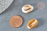 Pendentif coquillage cauri naturel résine et paillettes or 17-22mm, x5 (G7352)
