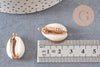 Pendentif coquillage cauri ouvert naturel doré, coquillage Conch bijou naturel, 23mm, x1 , G2296
