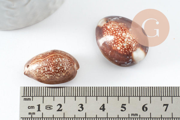 Pendentif coquillage naturel marron, coquillage porcelaine, pendentif coquillage, création coquillage bijou, x1 G0707