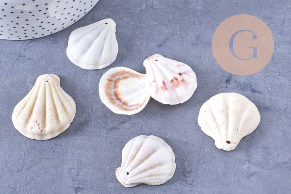 Pendentif coquillage naturel saint jacques 33-45mm, x5 (G2797)