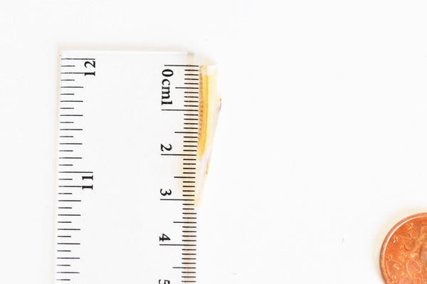 Perle dent coquillage naturel bleu 22-35mm, x10 (G5901)