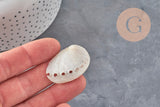 coquillage naturel blanc nacré HALIOTIS ASININA 50-70mm, x1 (G4163)