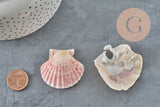 Coquillage Saint-Jacques naturelles rose blanc 30-50mm France, x2 (G11391) VALIDE-coquillage-Gingerlily Perles