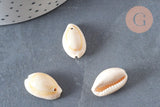 Coquillages cauris naturels percés, x10-50-100 ou 200 (G0583)