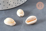 Coquillages cauris naturels percés, x10-50-100 ou 200 (G0583)