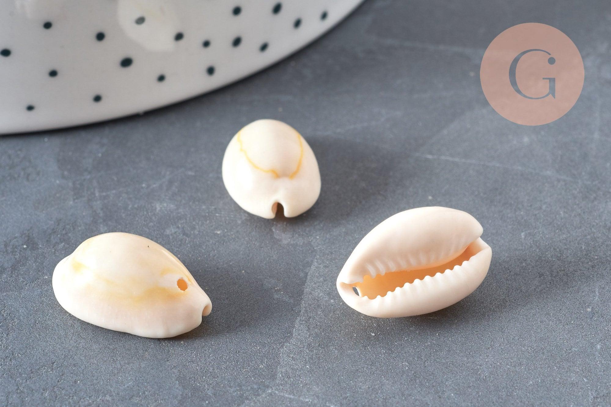 Coquillages cauris naturels percés, x10-50-100 ou 200 (G0583)