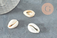 Coquillages cauris ouverts 15mm, x10 ou x50 (G2033)