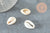 Coquillages cauris ouverts 15mm, x10 ou x50 (G2033)