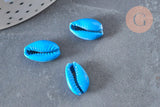 Pendentif coquillage cauri naturel bleu 15mm, x5 (G3123)