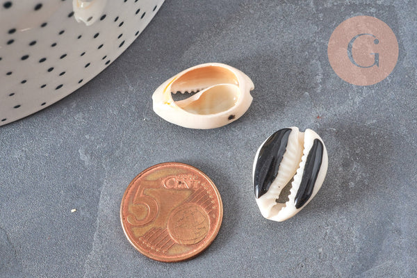 Pendentif coquillage cauri naturel resine noir 19mm, coquillage naturel pour création bijoux coquillage, x5 (G4407)
