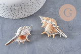 Pendentif coquillage naturel argenté 30mm, x1 (G1259)