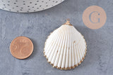 Pendentif coquillage naturel coque doré 42mm, x1 (G0873)