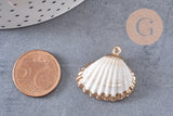 Pendentif coquillage naturel coque laiton doré 21-25mm, x1 (G6464)