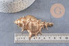 Pendentif coquillage naturel doré 57-78mm, pendentif doré pour création bijoux vacances x1 G1612