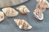 Pendentif coquillage naturel marron et blanc , coquillage percé pendentif coquillage, x20 (G1981)