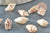 Pendentif coquillage naturel marron et blanc percé, x20 (G1981)