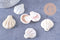 Pendentif coquillage naturel saint jacques 33-45mm, x5 (G2797)