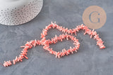 EP-pink coral beads, coral beads, jewelry making, natural coral, shell bead, pink shell, 38cm thread, G3089